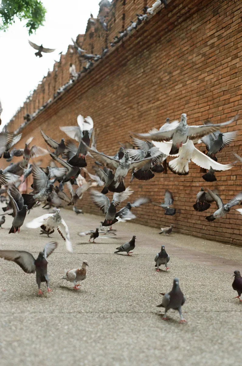 Pigeons taking flight at an ancient temple wall in Chiang Mai's Old City, capturing the serene daily life around historic Buddhist temples